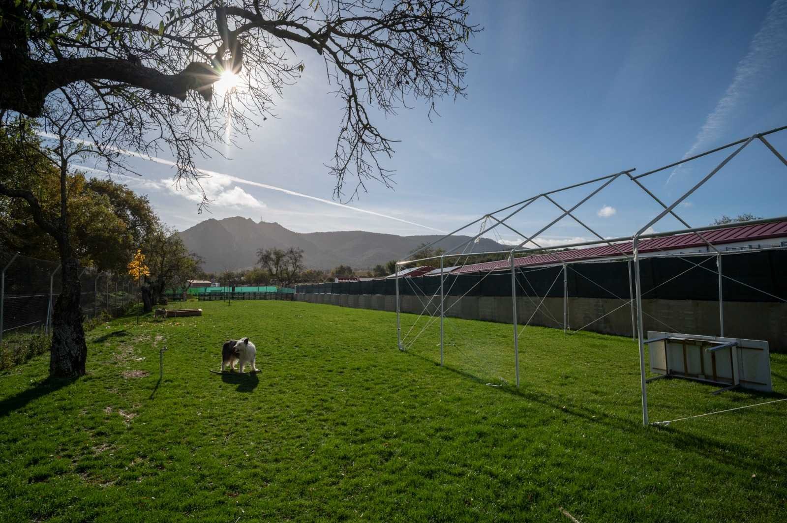 Uno de los campos de césped natural de Kan-gurea: un perro pasea bajo un nogal con la sierra de fondo.