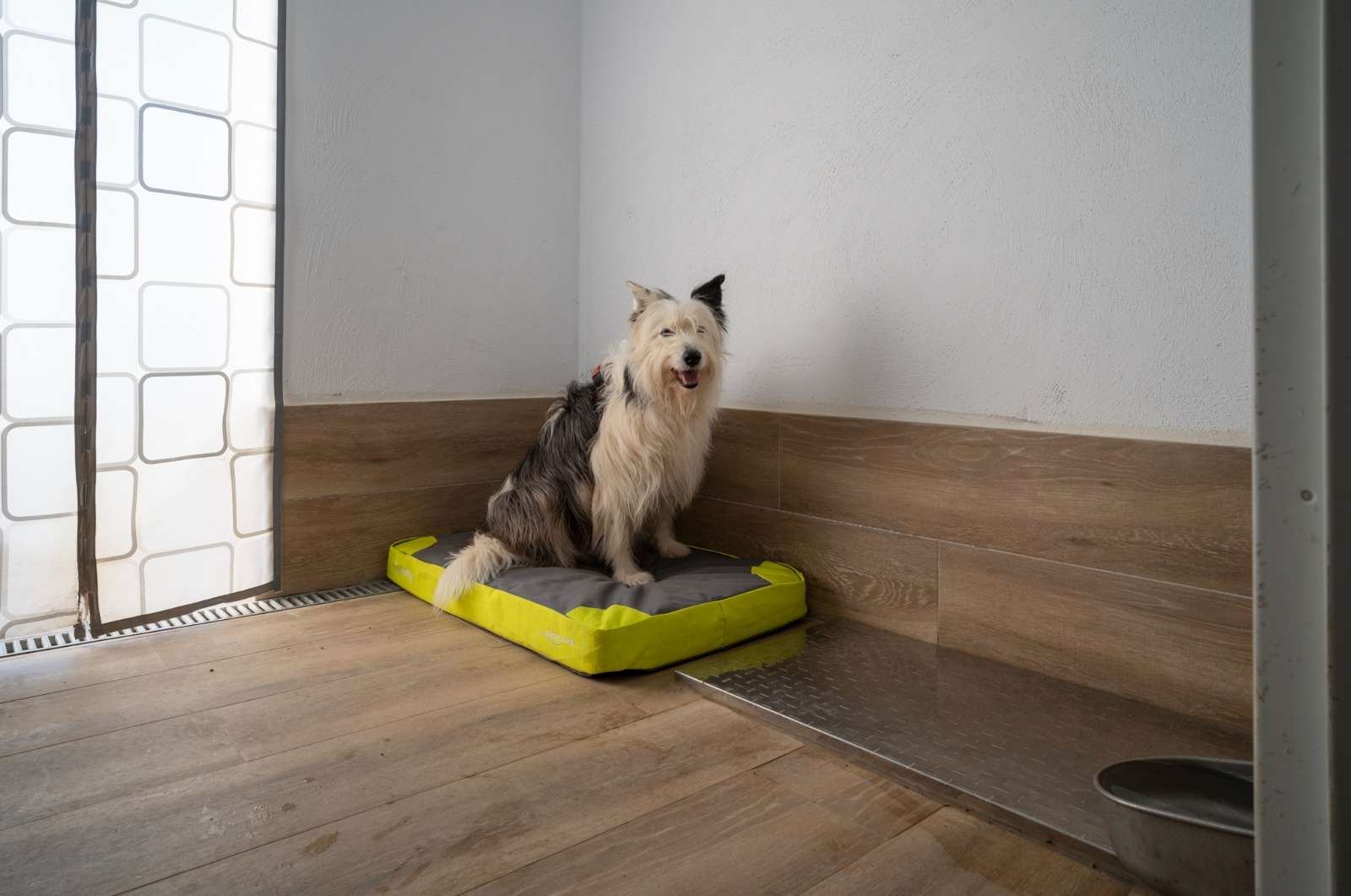 Un perro descansa sobre su cama en el interior de un chenil, junto a la puerta de acceso a su patio.