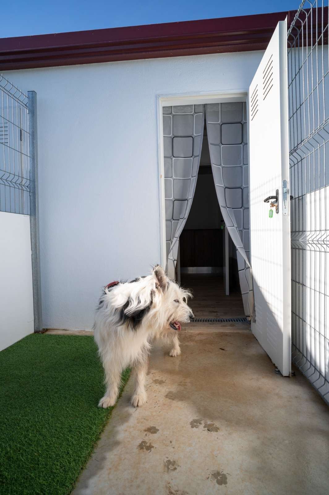Un perro sale de su chenil al patio exterior individual, con césped artificial y puerta propia.