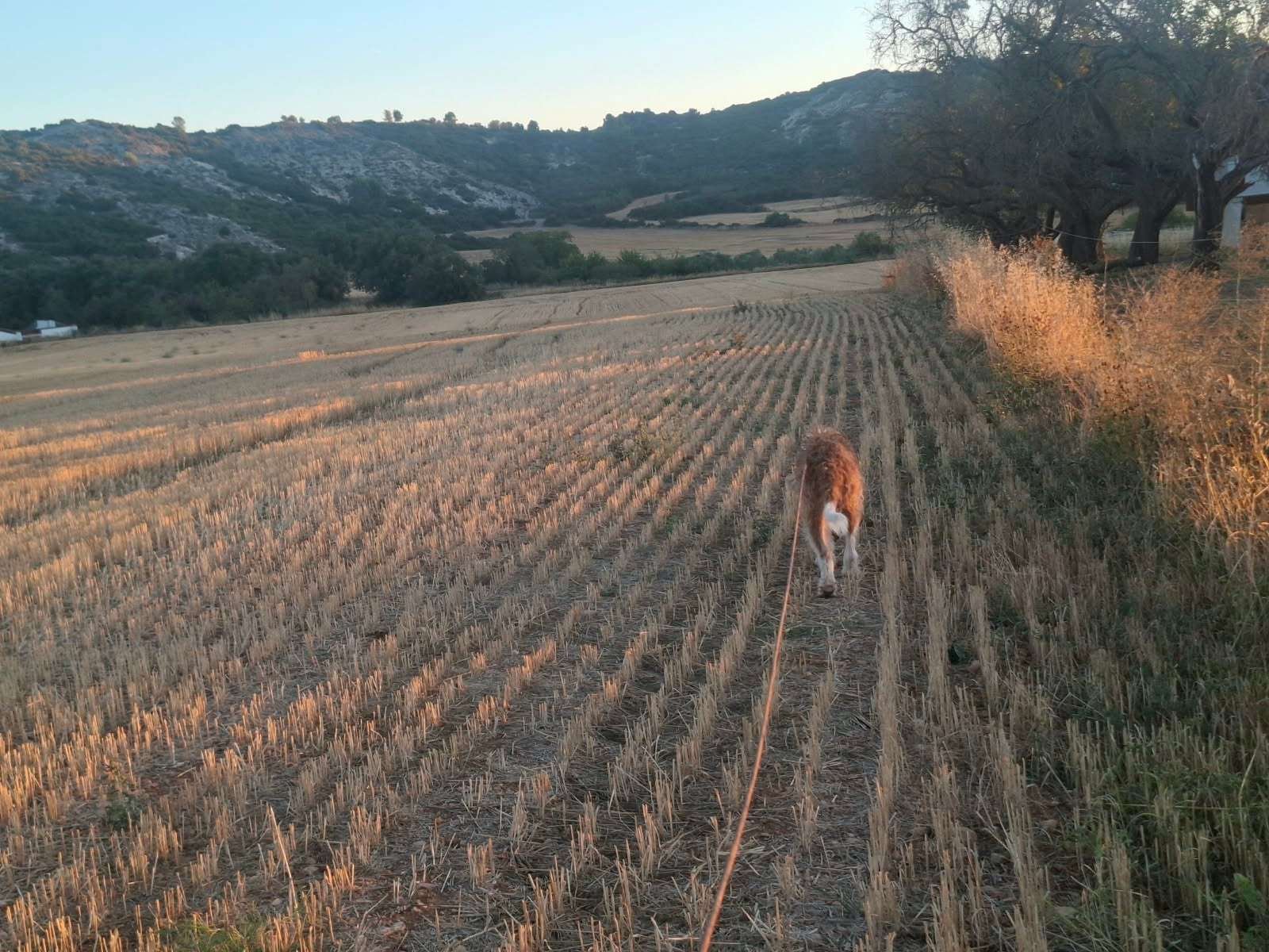 Un perro sigue un rastro con la línea larga por un campo de rastrojo, al atardecer.