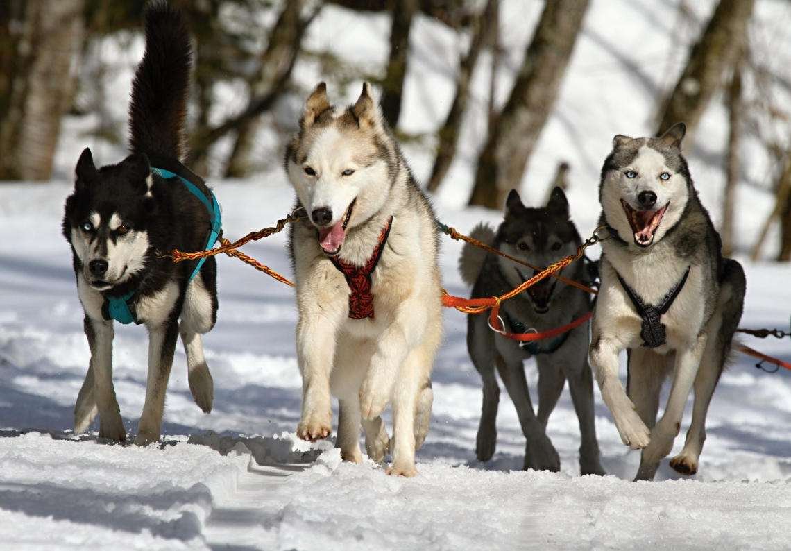 Equipo de perros husky siberianos tirando de un trineo sobre nieve.