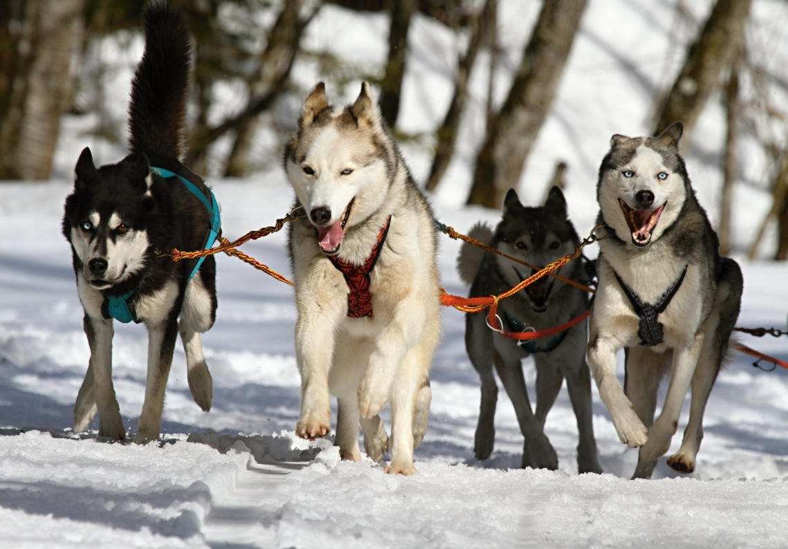 Equipo de perros husky siberianos tirando de un trineo sobre nieve, la actividad para la que se usa el pienso de alta energía de Greenheart.