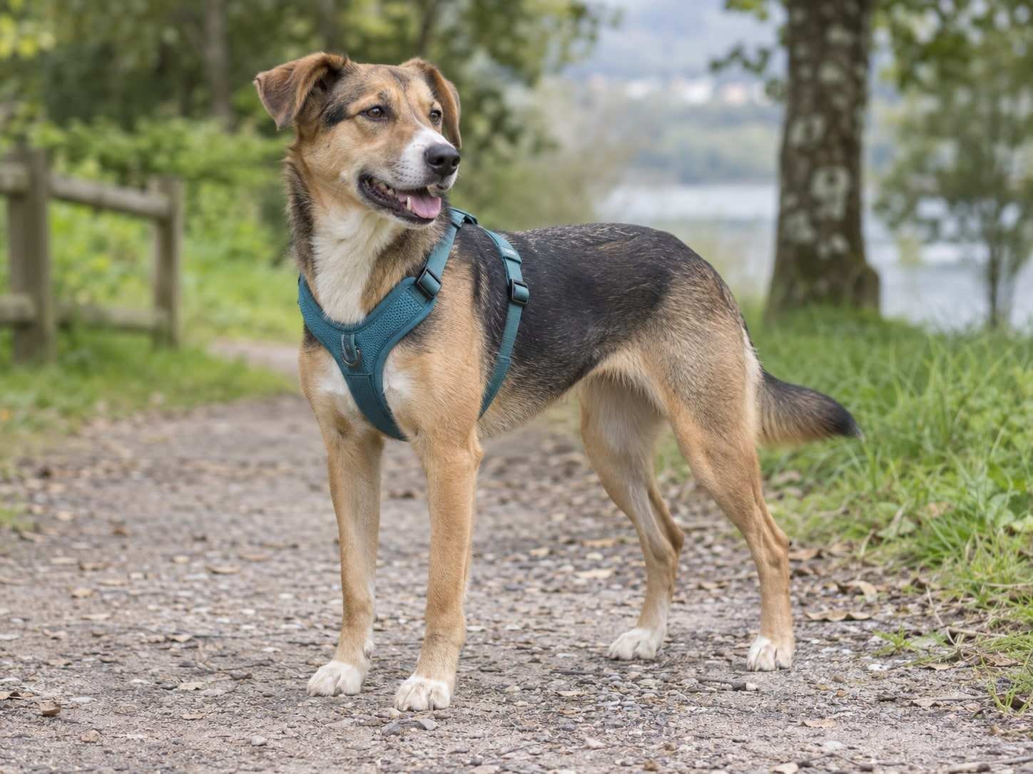 Un perro mestizo de pelo canela y negro, de pie en un camino de tierra junto a un bosque, con un arnés acolchado de color verde azulado.