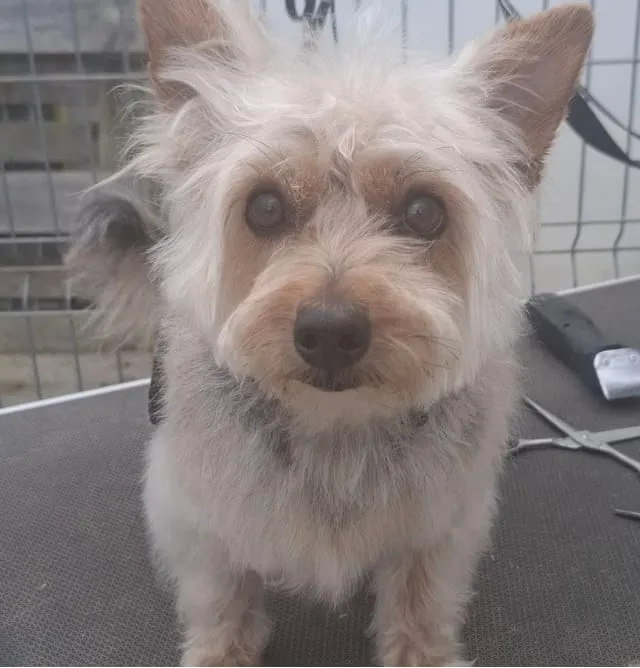 Terrier de pelo claro y revuelto sobre la mesa, antes de empezar el arreglo.