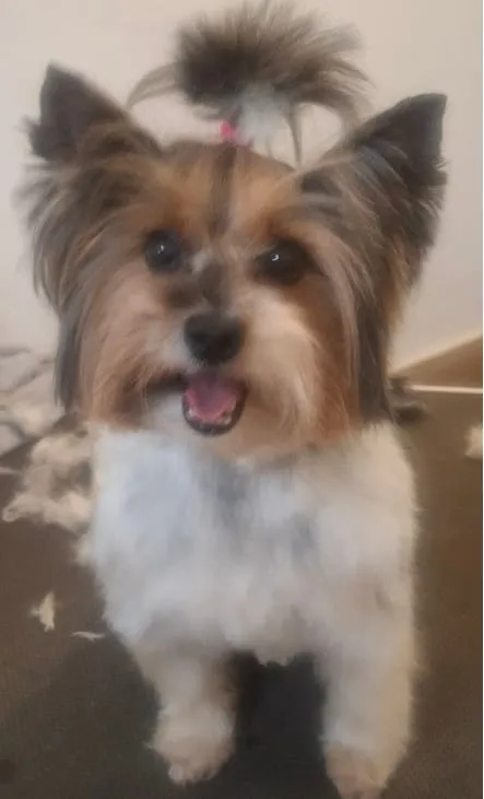 Yorkshire biewer con el pelo de la cabeza recogido en un lazo, sobre la mesa de peluquería.