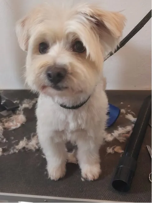 Perro pequeño de manto crema recién arreglado, sentado sobre la mesa de peluquería.