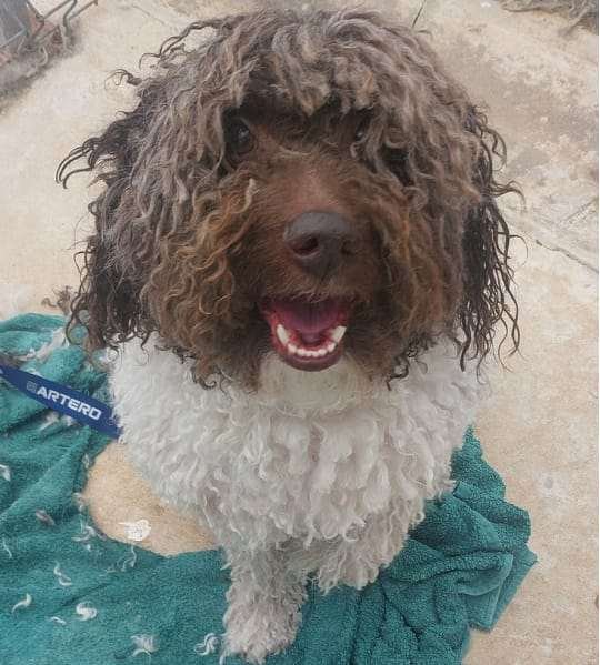 Perro de agua de manto rizado castaño y blanco, con el rizo entero tras su sesión de peluquería.