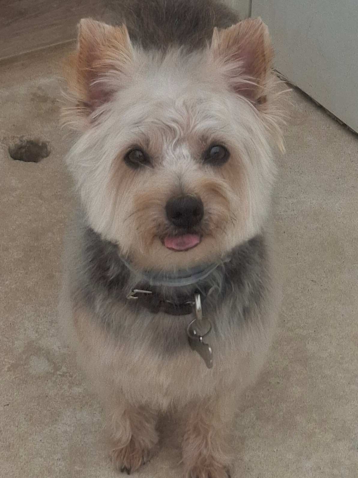 Terrier pequeño de manto duro, crema y gris, recién arreglado en la peluquería de Kan-gurea, sentado y mirando a cámara.