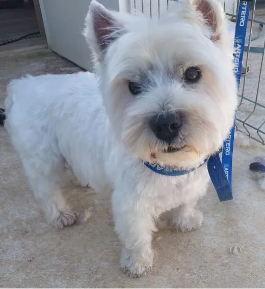 West Highland White Terrier blanco, recién arreglado, de pie al aire libre.