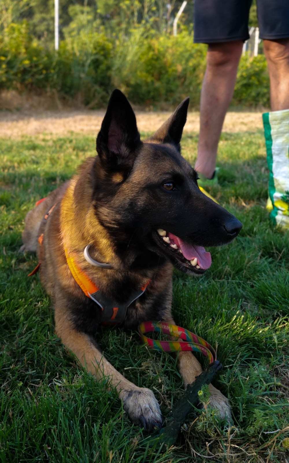 Primer plano de un perro tumbado en la hierba durante un taller en Kan-gurea, con la mirada desviada hacia un lado.